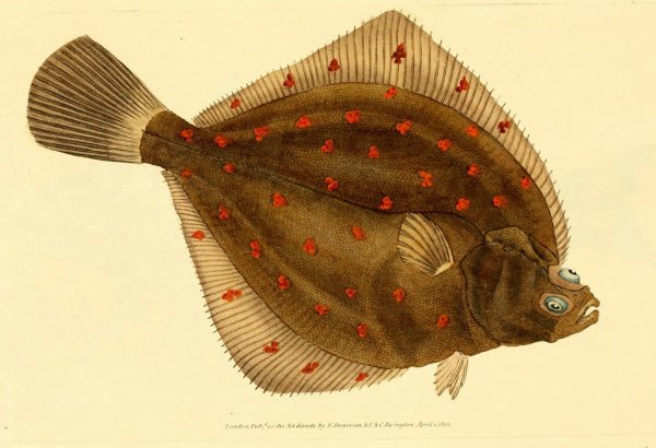 Морская камбала (pleuronectes platessa)