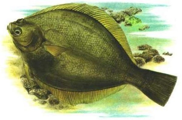 Желтопёрая камбала (limanda aspera)