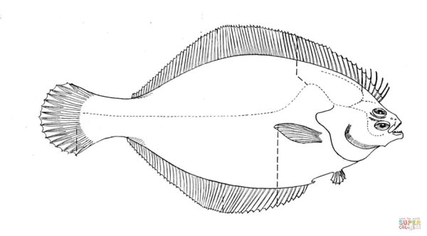 Камбала раскраска
