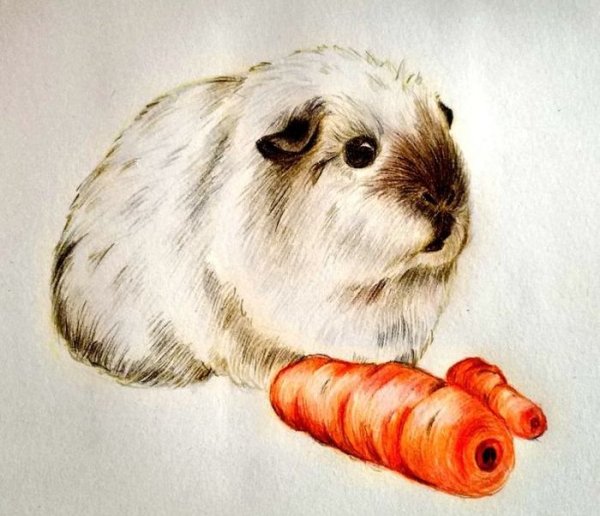 Скетчинг морская Свинка