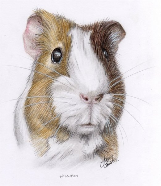 Нарисовать морскую свинку