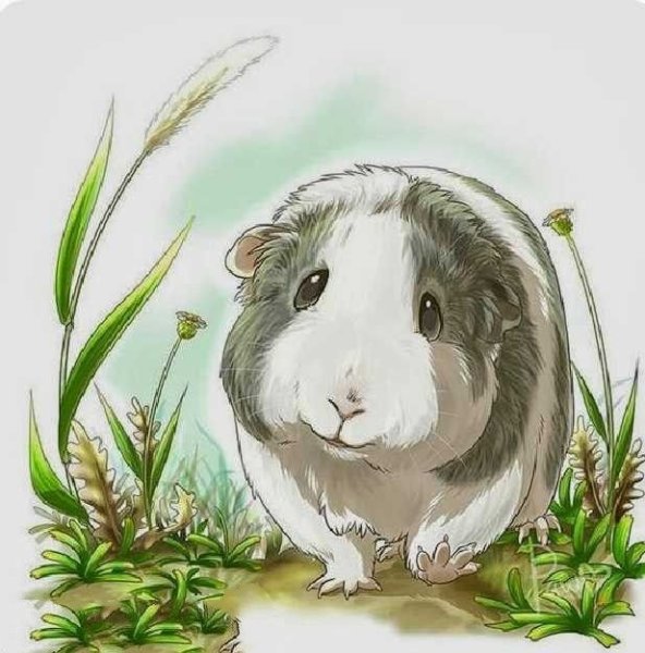 Морская Свинка Снегирев