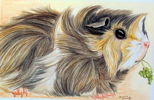 Морская Свинка сбоку рисунок