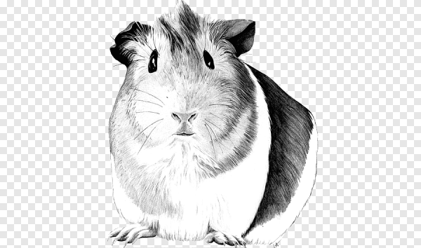 Лемминги морская Свинка