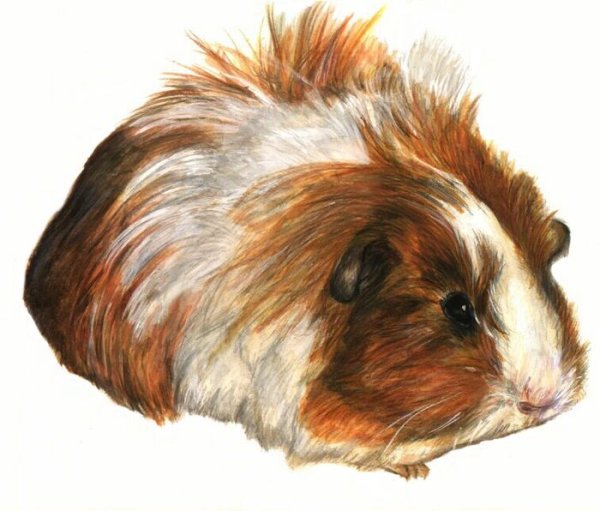 Морская Свинка карандашом