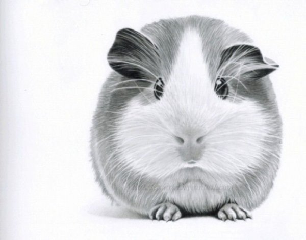 Морская Свинка Снегирев