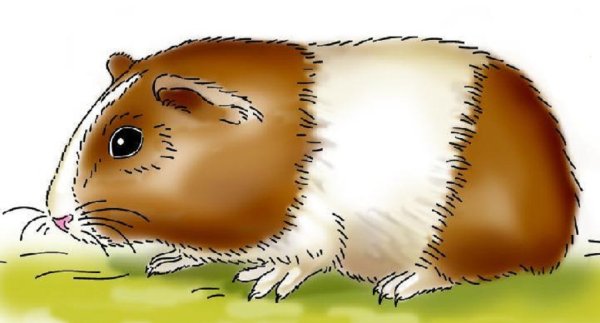Морская Свинка рисунок карандашом