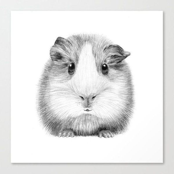 Морская Свинка карандашом