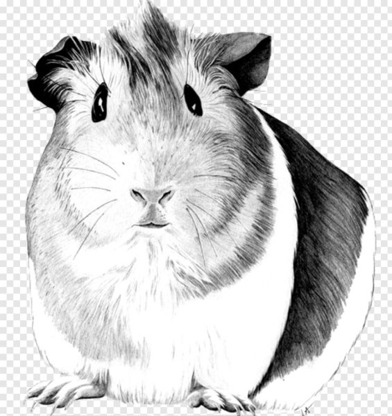 Геннадий Снегирёв морская Свинка