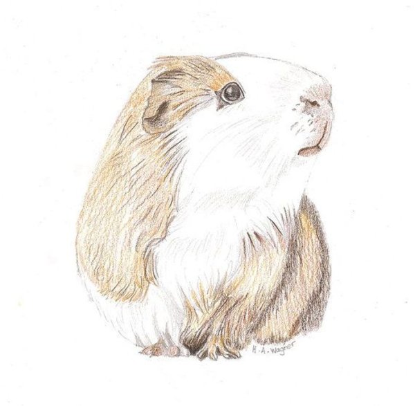 Морская Свинка Снегирев