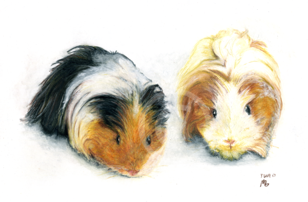 Морская Свинка для срисовки