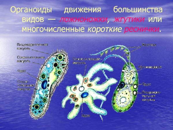 Реснички и жгутики клетки строение