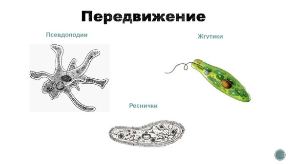 Органоиды движения клетки жгутики и реснички