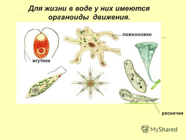 Строение органоидов жгутиков
