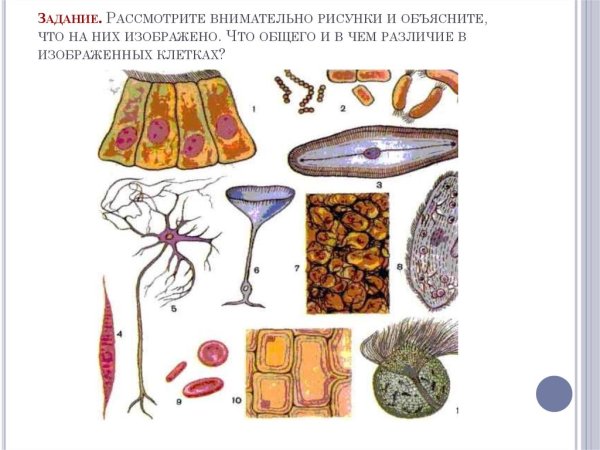 Строение ресничек и жгутиков эукариотических клеток