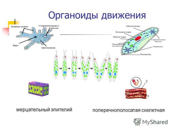Органоиды движения простейших таблица