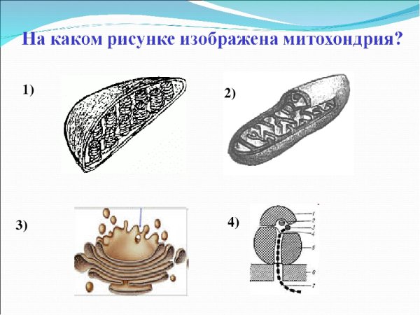 Строение органоидов жгутиков