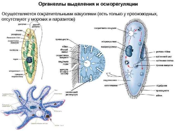 Таблица органоидов клетки клеточные включения
