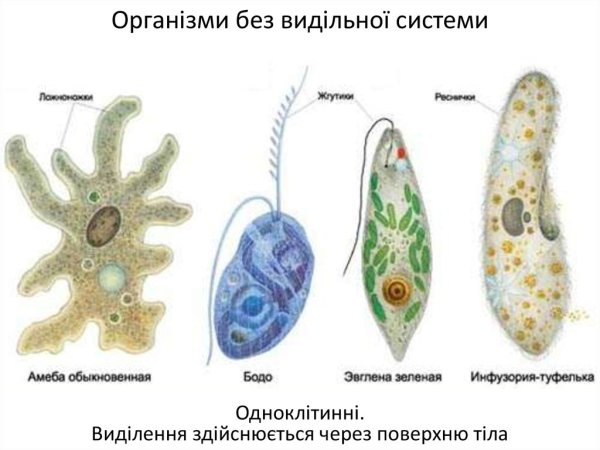 Органоиды движения локализация