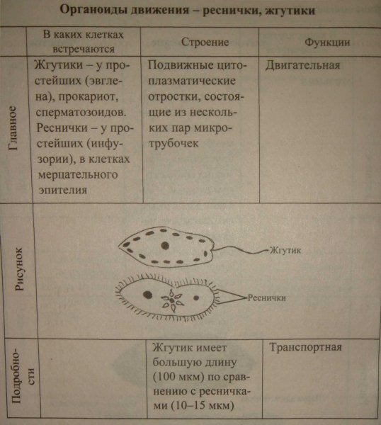 Инфузория туфелька жгутиконосцы