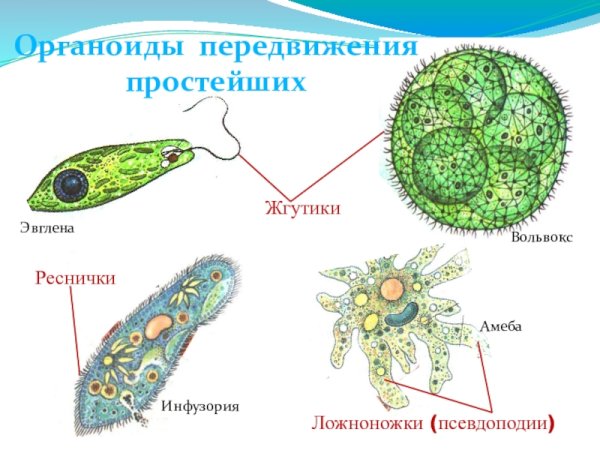Строение и функции ресничек и жгутиков в клетке