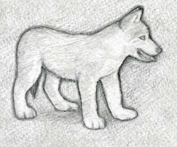 Рисунок волка простым карандашом
