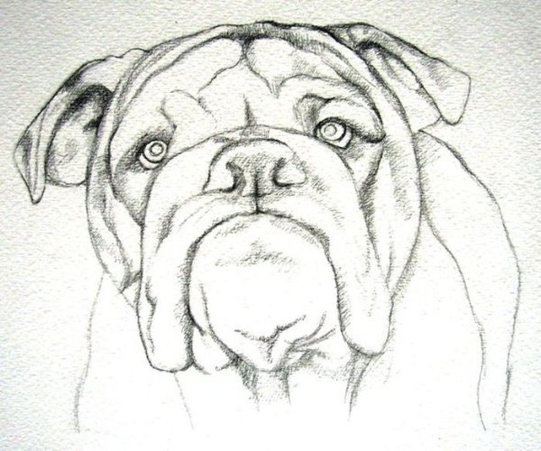 Рисунки карандашом на свободную тему