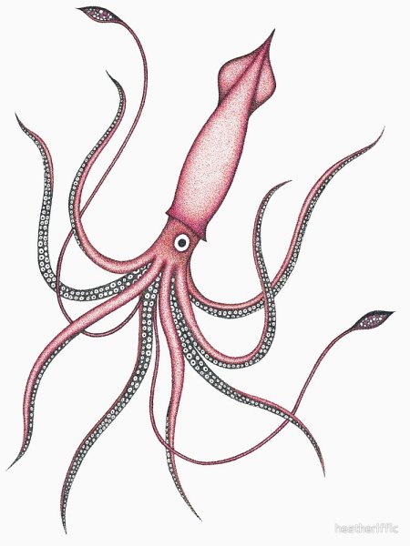 Кальмар Lolliguncula Brevis