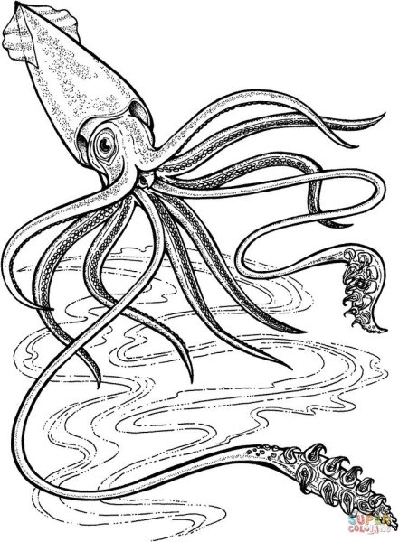 Головоногие моллюски гигантский кальмар