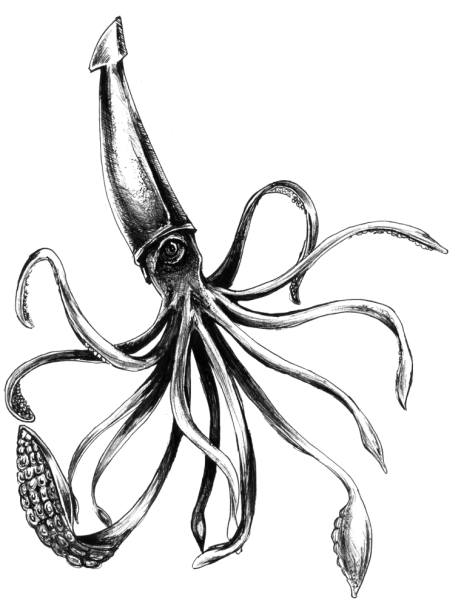 Осьминог рисунок