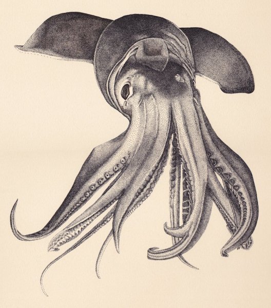 Кальмар мультяшный