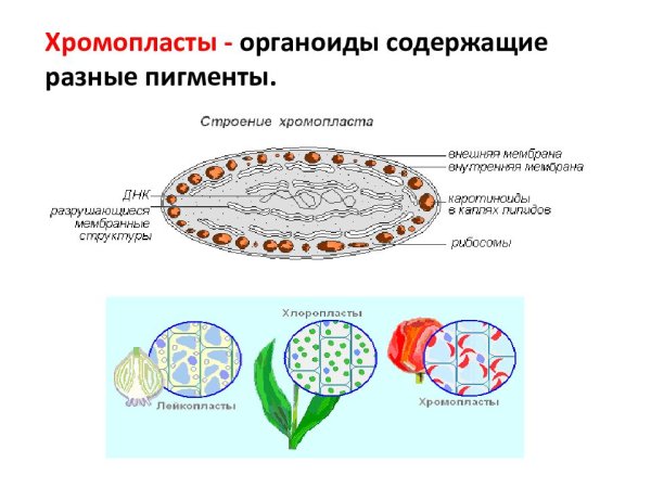 Строение хромопласта томата