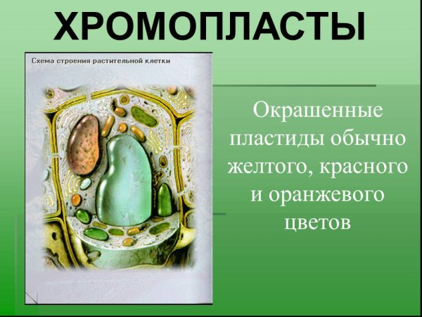 Хромопласты в растительных клетках