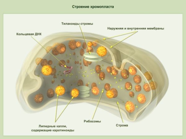 Хромопласты в растительных клетках