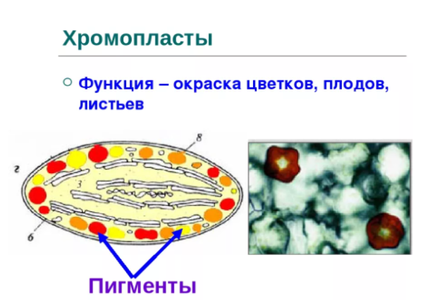 Структура клетки хромопласты