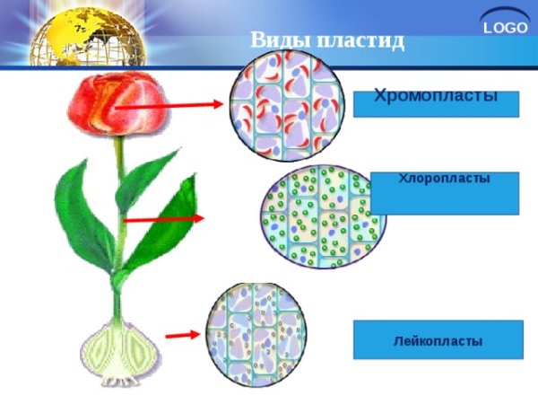 Пластиды хлоропласты хромопласты лейкопласты