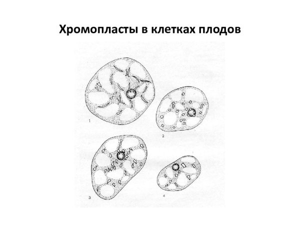 Хромопласты в клетке мякоти плодов шиповника