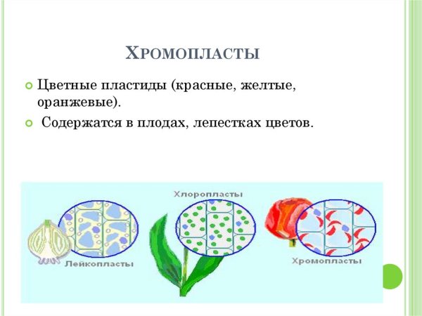Строение клетки мякоти томата