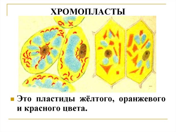 Хромопласты в клетках плодов рябины