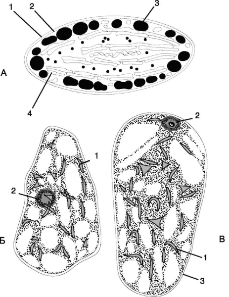 Хромопласты в клетках плодов шиповника
