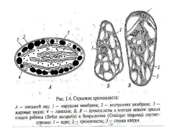 Хромопласты строение и функции рисунок