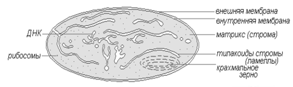 Пластиды хлоропласты хромопласты лейкопласты строение