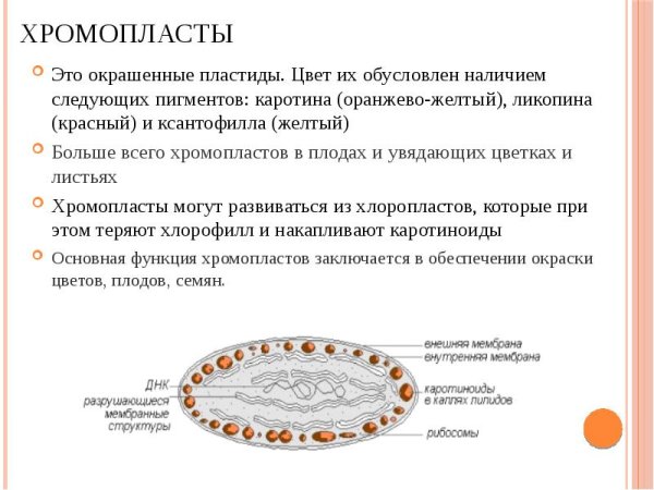 Хромопласты строение