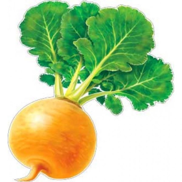 Репа желтая