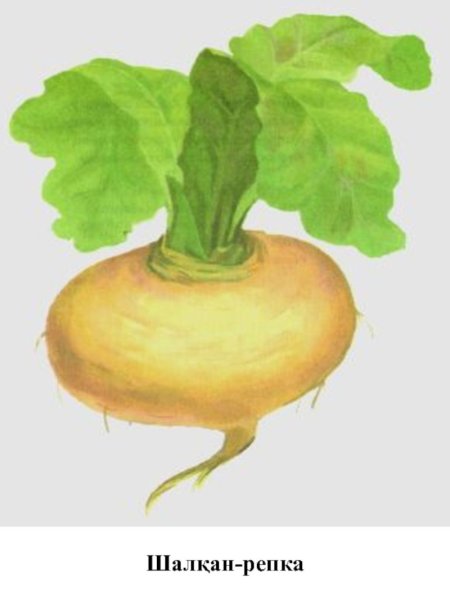 Репка овощ