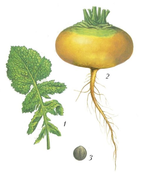 Редкие сказки