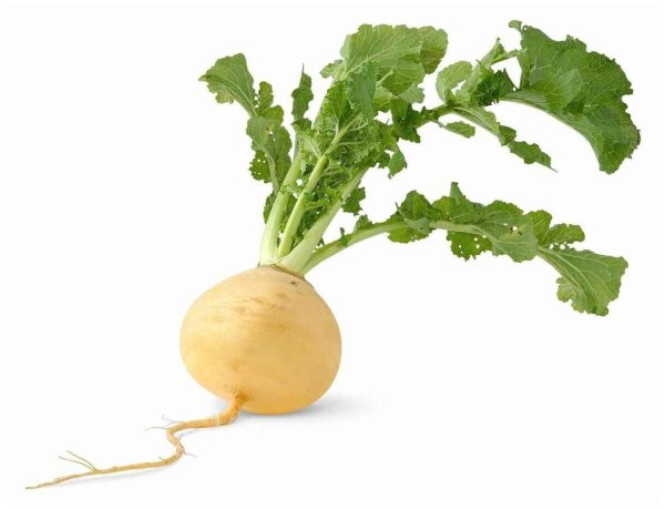 Репа на прозрачном фоне