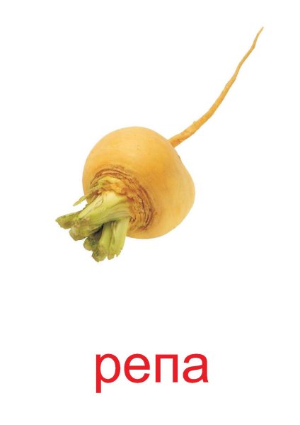 Репка овощ