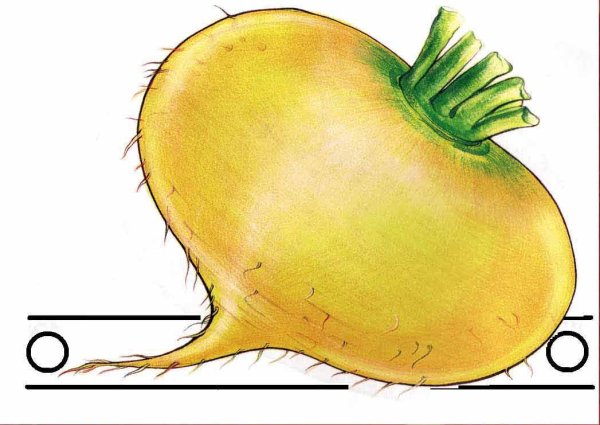 Репа нарисованная
