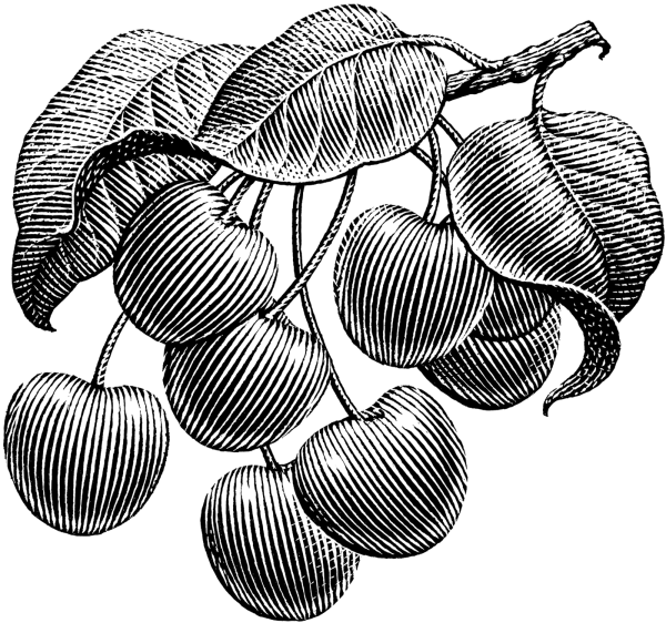 Вишня Графика